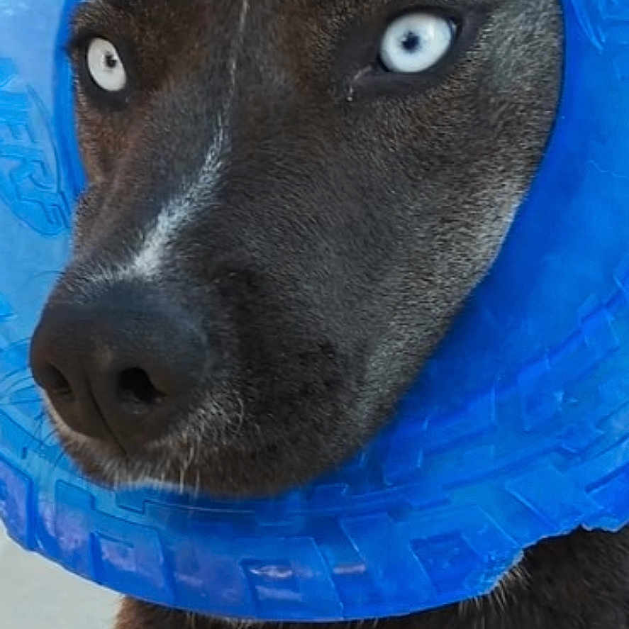 Oreo is registered to the contest to win money with this photo: animal, blue_collar, brown_fur, canine, close_up, curious, cute, dog, domestic_animal, eyes, face, fur, inflatable_collar, looking_away, nose, outdoor, pet, portrait, snout, whiskers