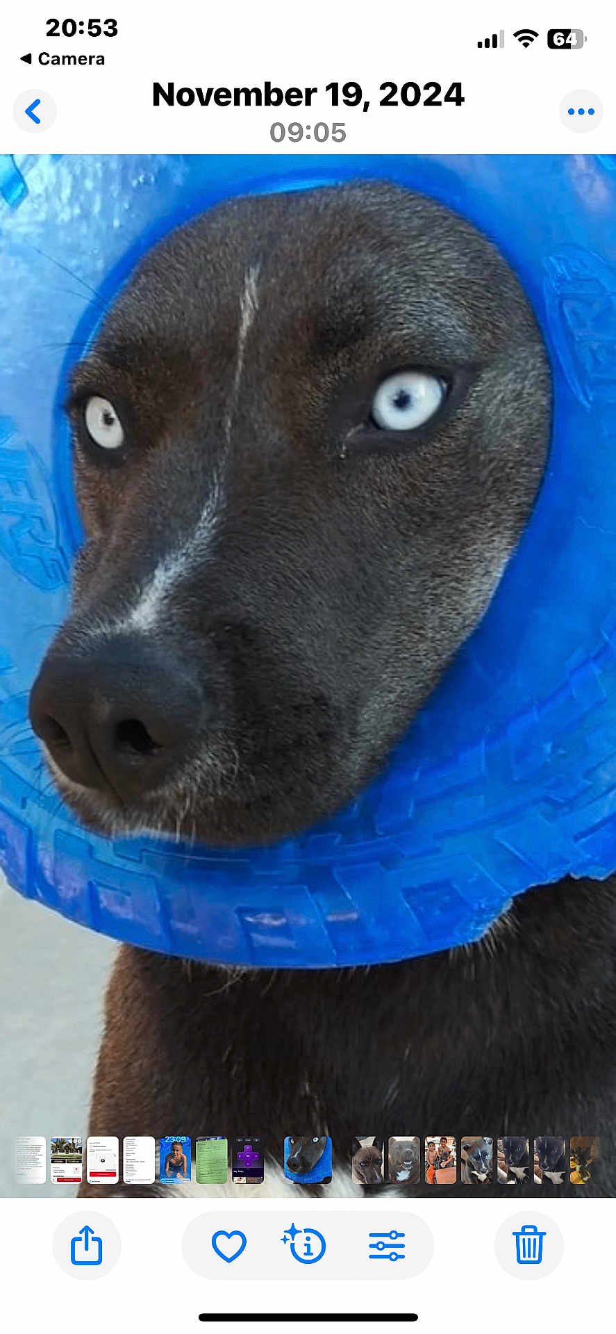 Oreo is registered to the contest to win money with this photo: animal, blue_collar, brown_fur, canine, close_up, curious, cute, dog, domestic_animal, eyes, face, fur, inflatable_collar, looking_away, nose, outdoor, pet, portrait, snout, whiskers