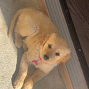 Honey is registered to the contest to win money with this photo: puppy, golden_retriever, dog, pet, collar, pink_collar, tag, concrete, floor, door, sunlight, shadow, laying_down, young_dog, animal, cute, fluffy, fur, outdoor, resting