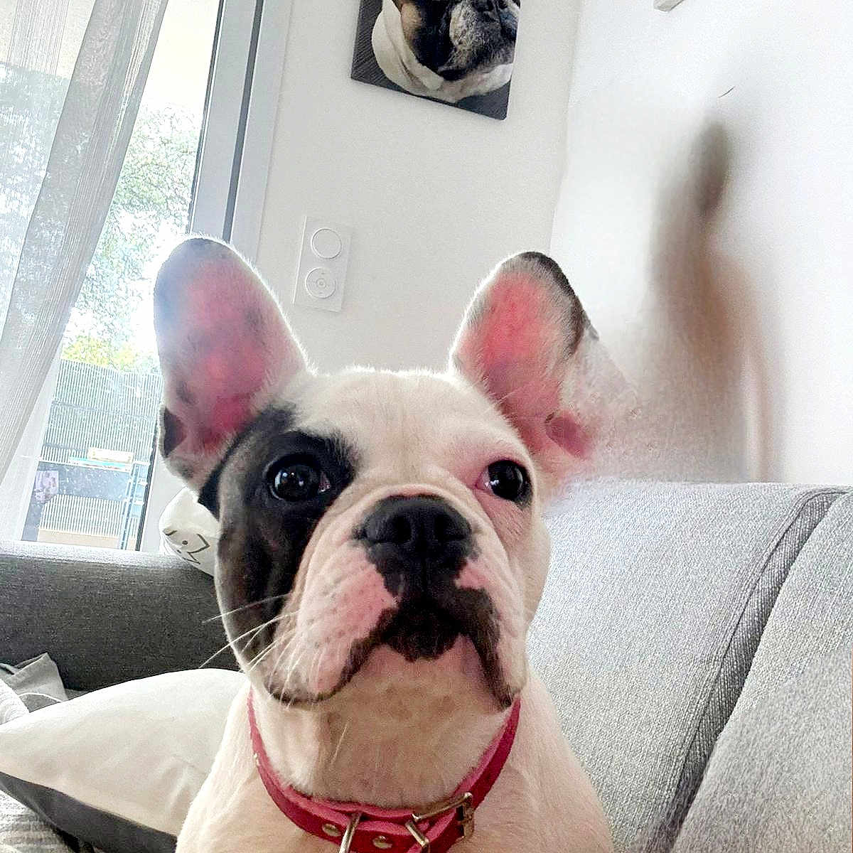 Vaiana a rejoint le concours — aidez-le/la à gagner de superbes lots ! accessories, animal, bostonbull, boxer, bulldog, canine, couch, cushion, dog, frenchbulldog, furniture, homedecor, indoors, jewelry, necklace, pet, pitbull, plant, pottedplant, puppy