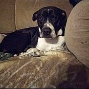 Yankee joined the competition — help win amazing prizes! dog, black_and_white, lying_down, blanket, sofa, couch, indoor, pet, animal, comfortable, resting, cozy, fur, canine, relaxed, face, ears, eyes, nose, home