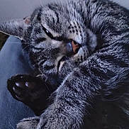 Baby Girl joined the competition — help win amazing prizes! animal, cat, close_up, cozy, cute, domestic_cat, face, feline, fur, indoor, mammal, napping, paw, pet, relaxed, resting, sleeping, soft_texture, tabby, whiskers