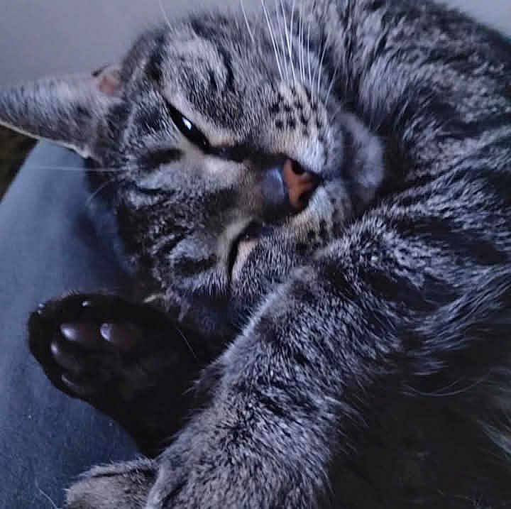 Baby Girl joined the competition — help win amazing prizes! animal, cat, close_up, cozy, cute, domestic_cat, face, feline, fur, indoor, mammal, napping, paw, pet, relaxed, resting, sleeping, soft_texture, tabby, whiskers