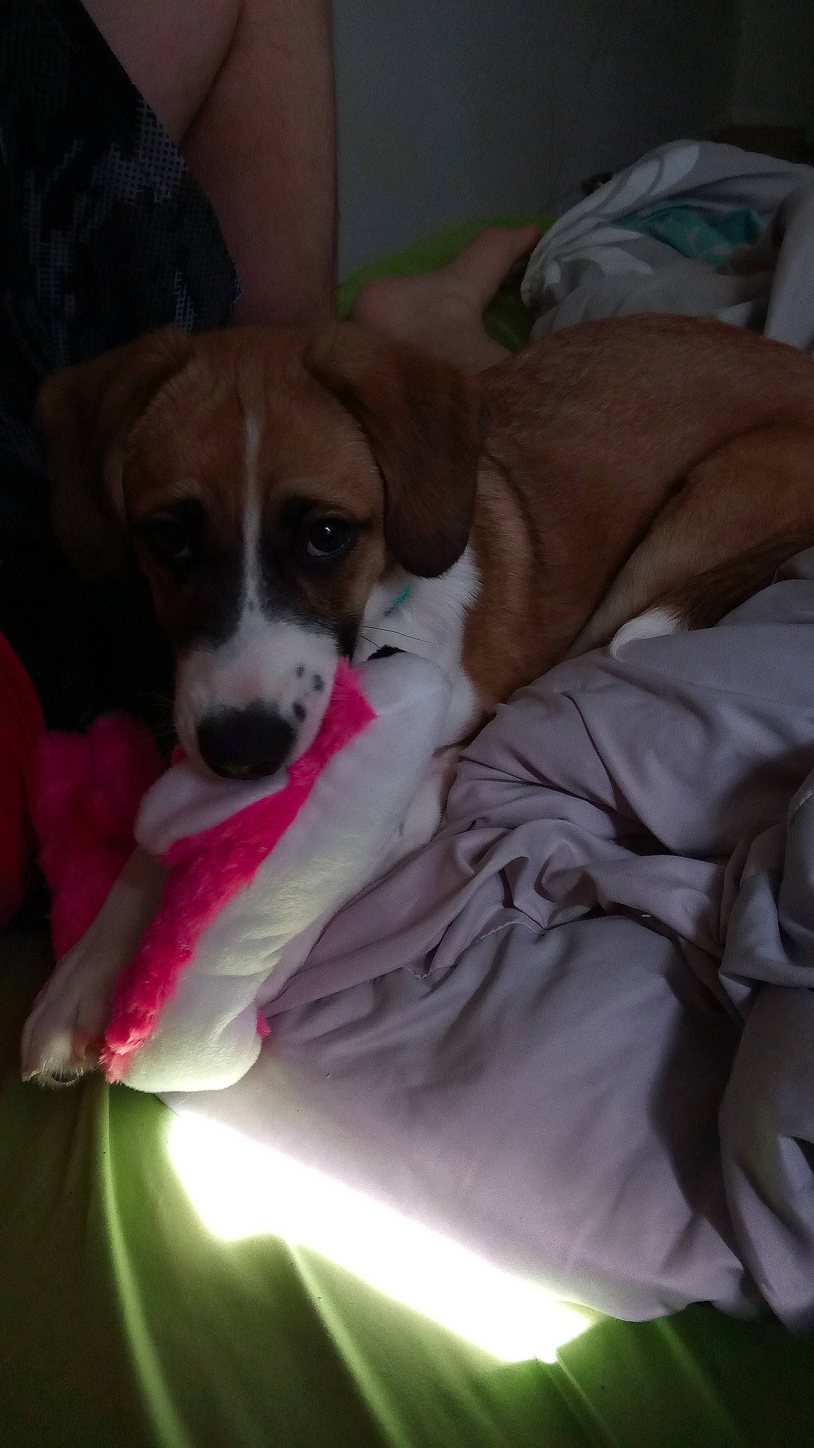 Miss Ruby is registered to the contest to win money with this photo: bed, canidae, carnivore, comfort, companion_dog, dog, dog_bed, dog_breed, dog_supply, irishjacks, linens, nap, non_sporting_group, paw, puppy, puppy_love, snout, sporting_group, toy_dog, whiskers