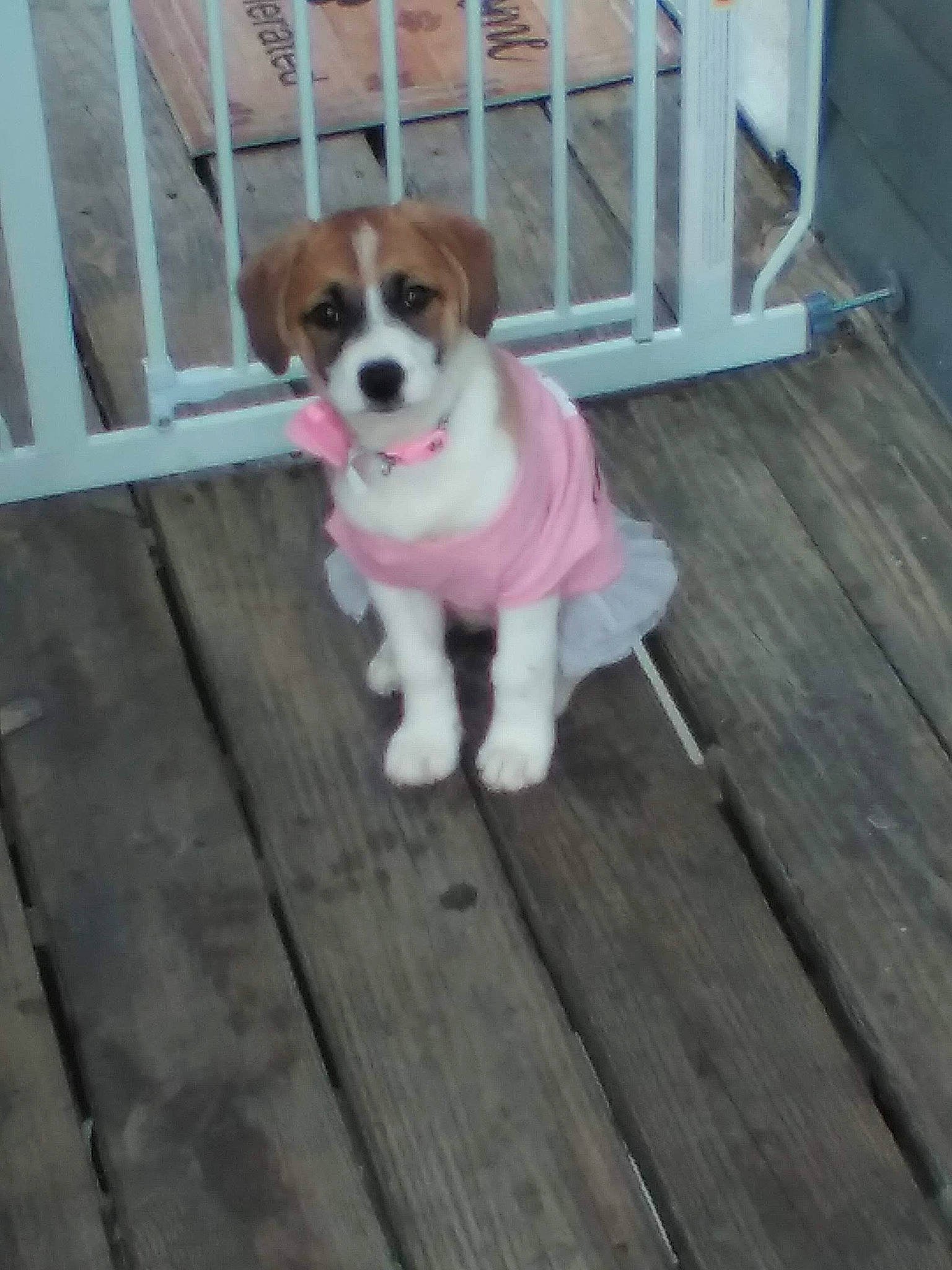 Miss Ruby is registered to the contest to win money with this photo: animal_shelter, carnivore, collar, companion_dog, deck, dog, dog_breed, dog_collar, dog_supply, fence, flooring, handrail, hardwood, pet_supply, plank, plant, snout, tail, wood, working_animal