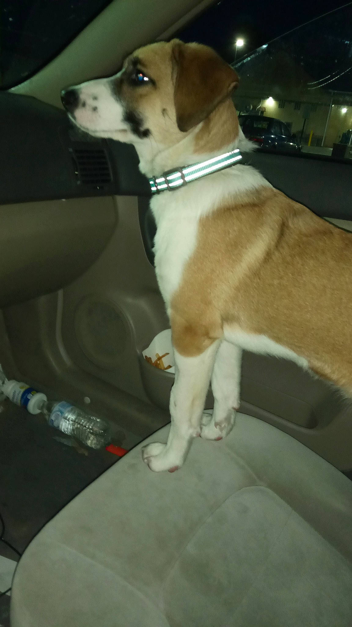 Miss Ruby joined the competition — help win amazing prizes! auto_part, automotive_exterior, canidae, car, car_seat, carnivore, collar, companion_dog, dog, dog_breed, dog_collar, fawn, pet_supply, sporting_group, tail, vehicle, vehicle_door, whiskers, windshield, working_animal