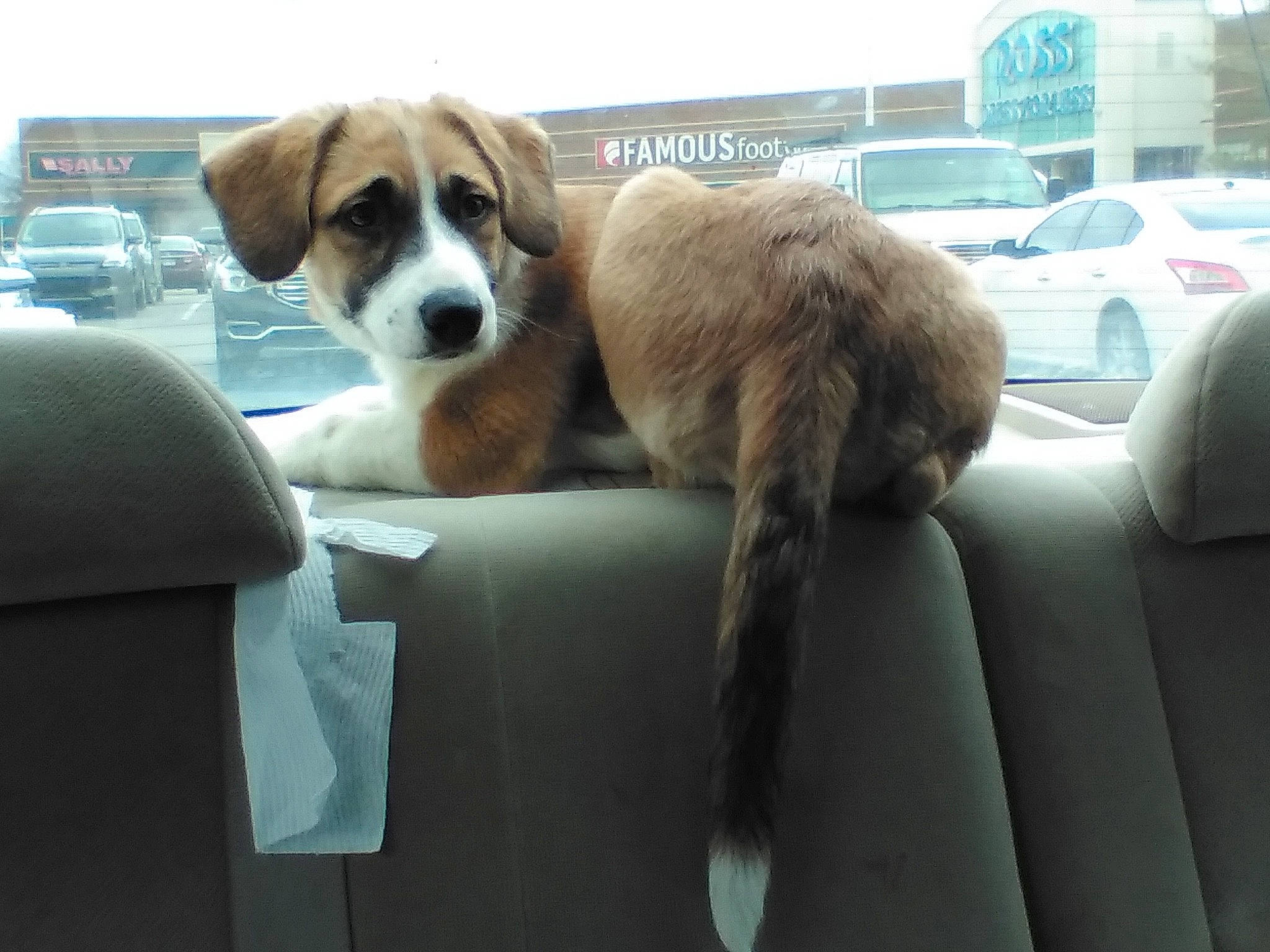 Miss Ruby is registered to the contest to win money with this photo: auto_part, automotive_design, automotive_exterior, car, carnivore, comfort, companion_dog, dog, dog_breed, fawn, fur, head_restraint, mammal, motor_vehicle, sporting_group, tire, vehicle, vehicle_door, wheel, window