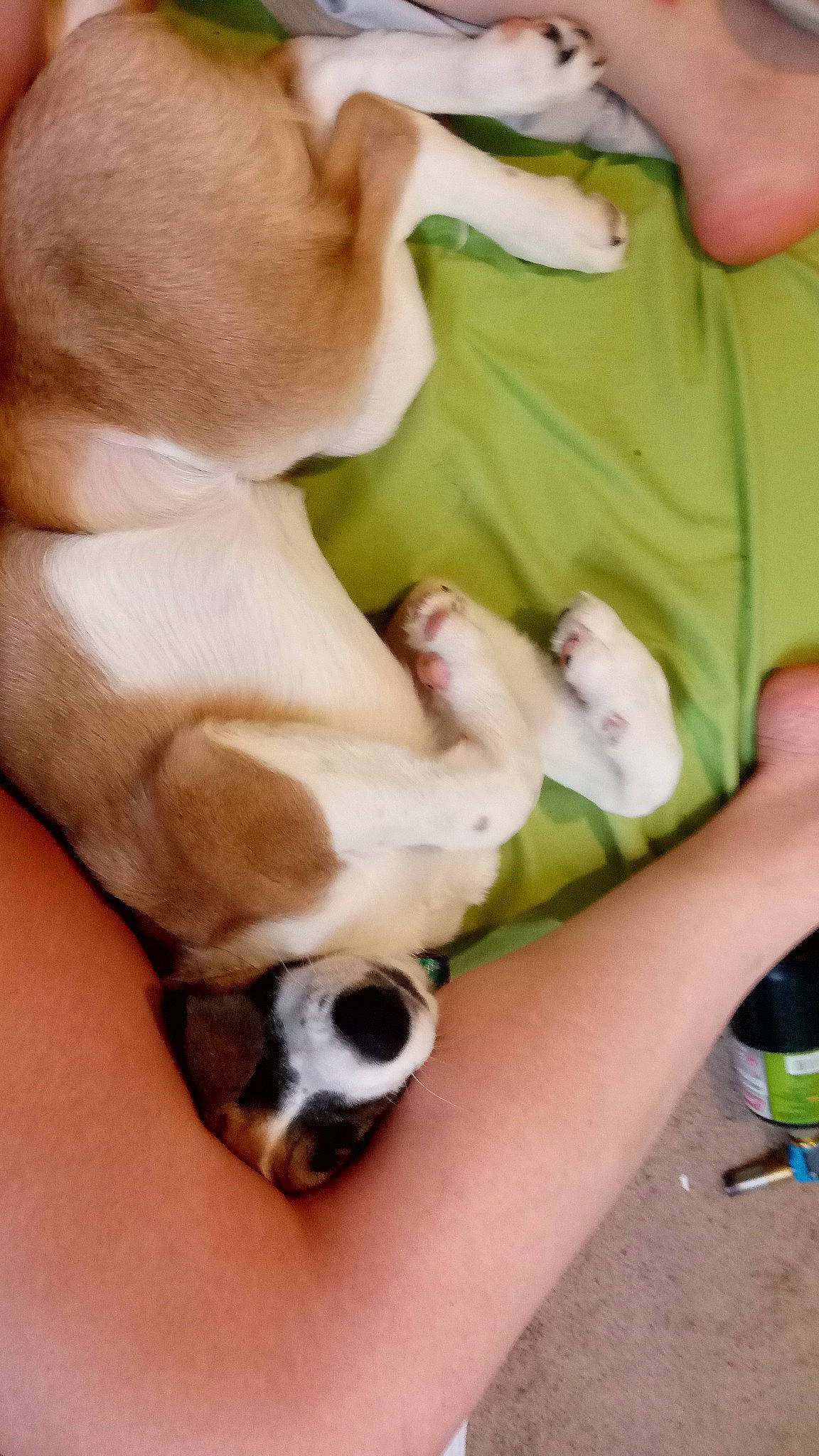 Miss Ruby is registered to the contest to win money with this photo: carnivore, comfort, companion_dog, dog, dog_breed, ear, fawn, finger, gesture, hand, human_leg, jaw, knee, nail, snout, thumb, toy_dog, whiskers, working_animal, wrist