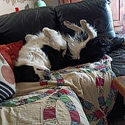 Shelby participe au concours pour gagner de l'argent avec cette photo : dog, black_and_white, couch, quilt, patchwork, living_room, lamp, wooden_cabinet, pillow, relaxed, sprawled, fur, pet, indoor, cozy, home, sleeping, furniture, comfort, resting