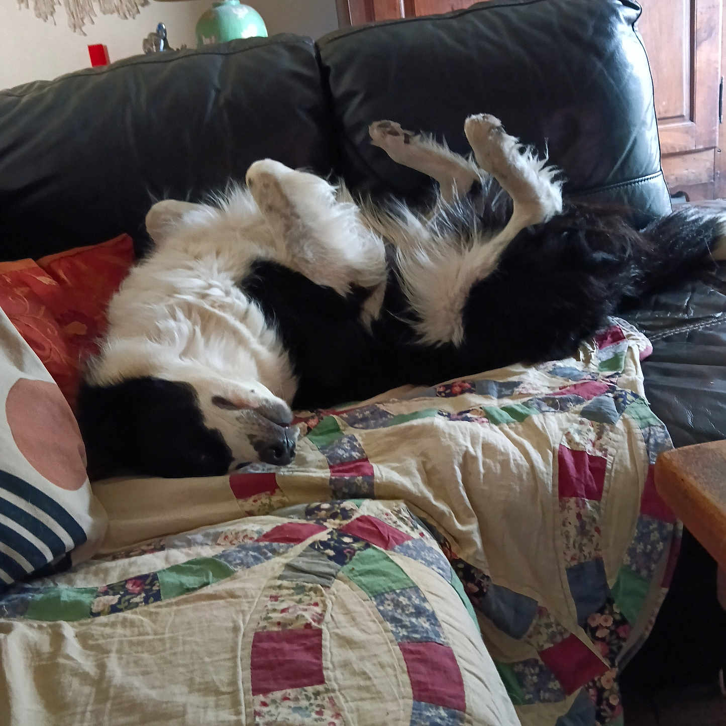 Shelby participe au concours pour gagner de l'argent avec cette photo : dog, black_and_white, couch, quilt, patchwork, living_room, lamp, wooden_cabinet, pillow, relaxed, sprawled, fur, pet, indoor, cozy, home, sleeping, furniture, comfort, resting