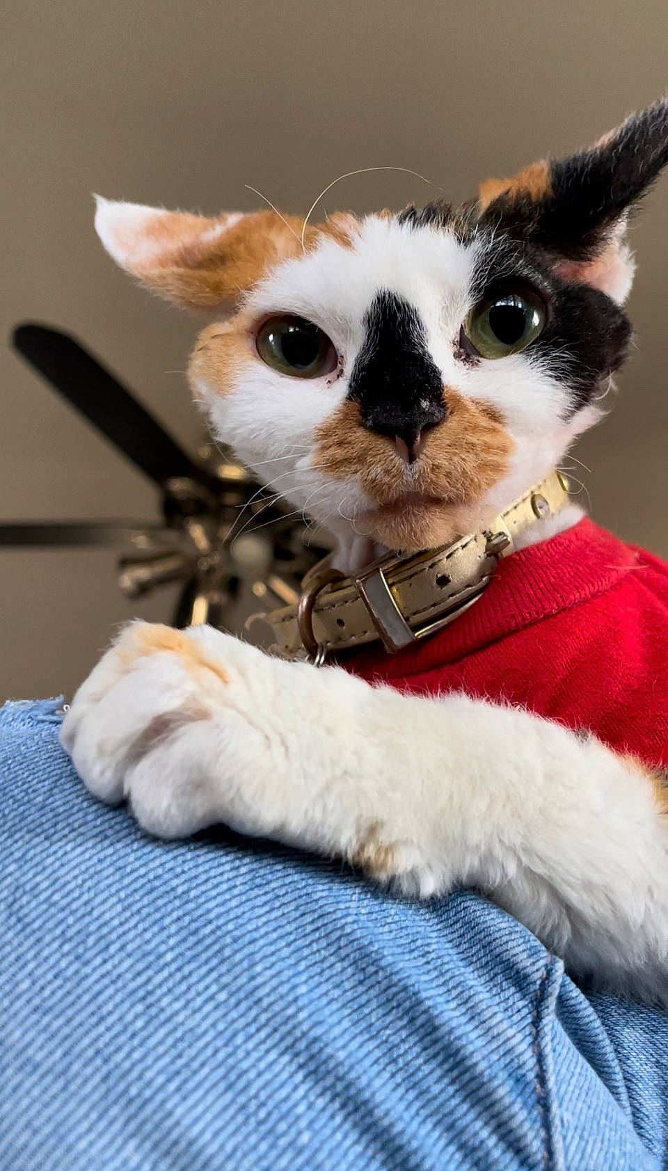 Peaches is registered to the contest to win money with this photo: birman, carnivore, cat, claw, collar, comfort, companion_dog, domestic_short_haired_cat, fashion_accessory, fawn, felidae, formal_wear, fur, linens, paw, small_to_medium_sized_cats, snout, tail, thai, whiskers