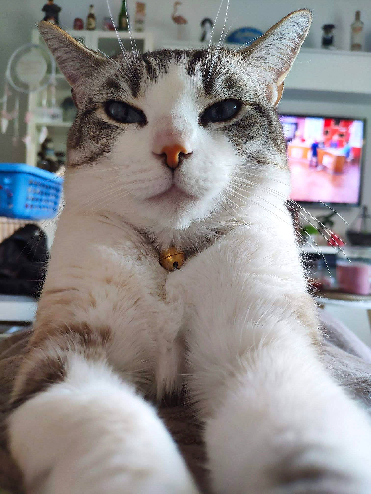 Luna a rejoint le concours — aidez-le/la à gagner de superbes lots ! aegean_cat, american_wirehair, asian, carnivore, cat, domestic_short_haired_cat, european_shorthair, felidae, japanese_bobtail, javanese, kitten, mammal, polydactyl_cat, small_to_medium_sized_cats, snout, vertebrate, whiskers