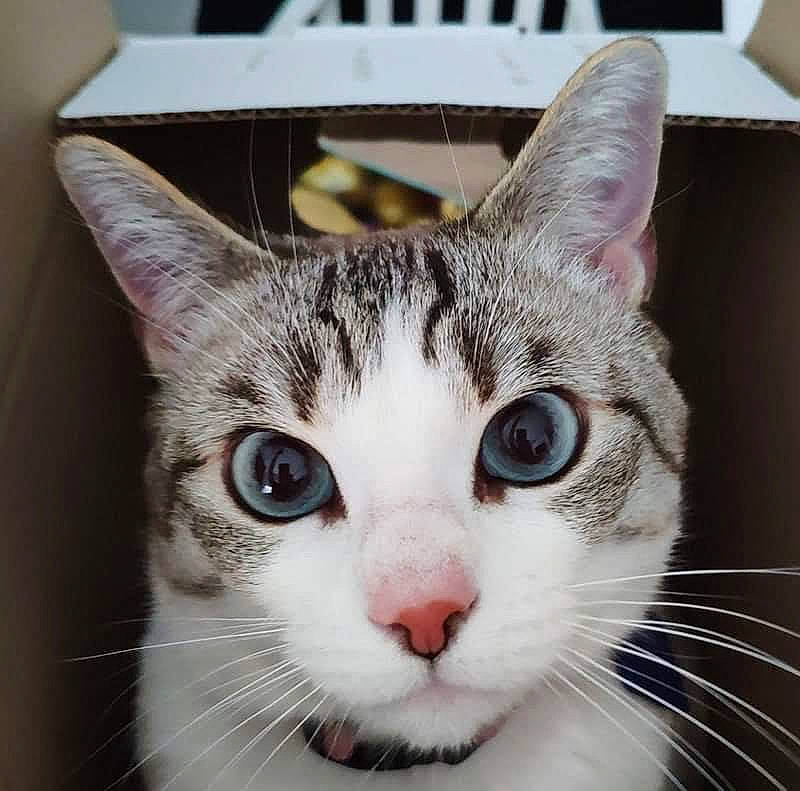 Luna a rejoint le concours — aidez-le/la à gagner de superbes lots ! aegean_cat, american_shorthair, american_wirehair, asian, carnivore, cat, close_up, domestic_short_haired_cat, european_shorthair, eye, face, felidae, fur, head, mammal, nose, small_to_medium_sized_cats, snout, tabby_cat, whiskers