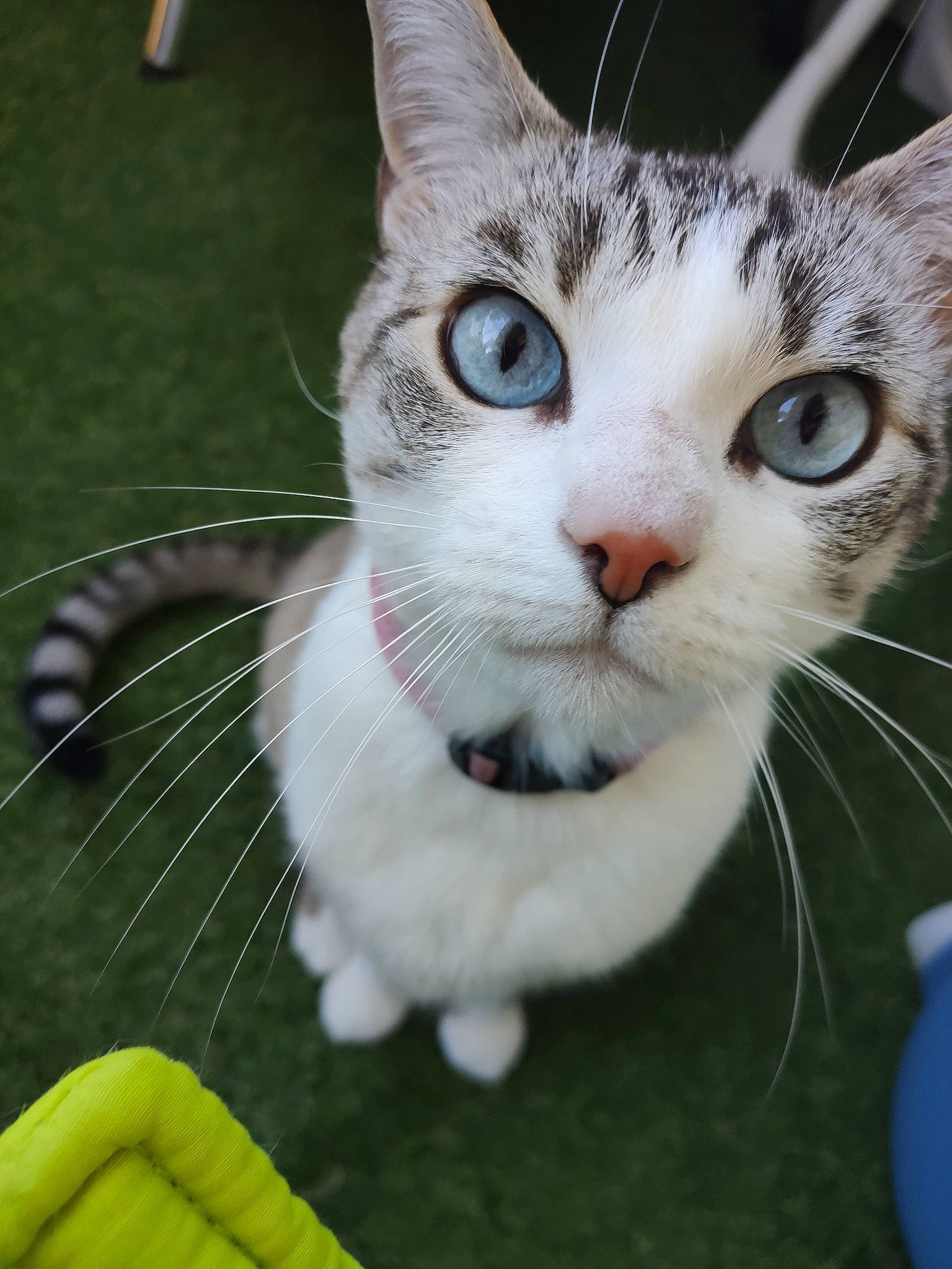 Luna participe au concours pour gagner de l'argent avec cette photo : aegean_cat, american_shorthair, american_wirehair, asian, carnivore, cat, domestic_short_haired_cat, ear, european_shorthair, eye, felidae, kitten, mammal, nose, polydactyl_cat, small_to_medium_sized_cats, snout, tabby_cat, turkish_van, whiskers
