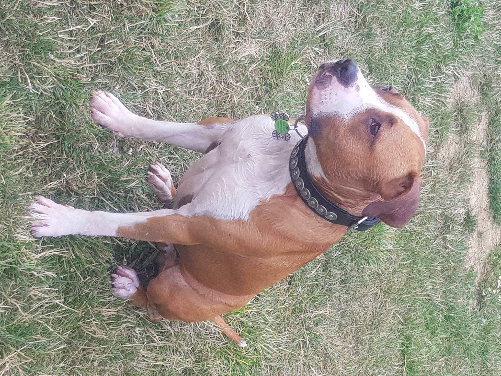 Phantom participe au concours pour gagner de l'argent avec cette photo : american_bulldog, american_pit_bull_terrier, american_staffordshire_terrier, australian_bulldog, bandog, canidae, carnivore, companion_dog, dog, dog_breed, fawn, grass, mammal, non_sporting_group, olde_english_bulldogge, pit_bull, snout, sporting_group, staffordshire_bull_terrier, valley_bulldog