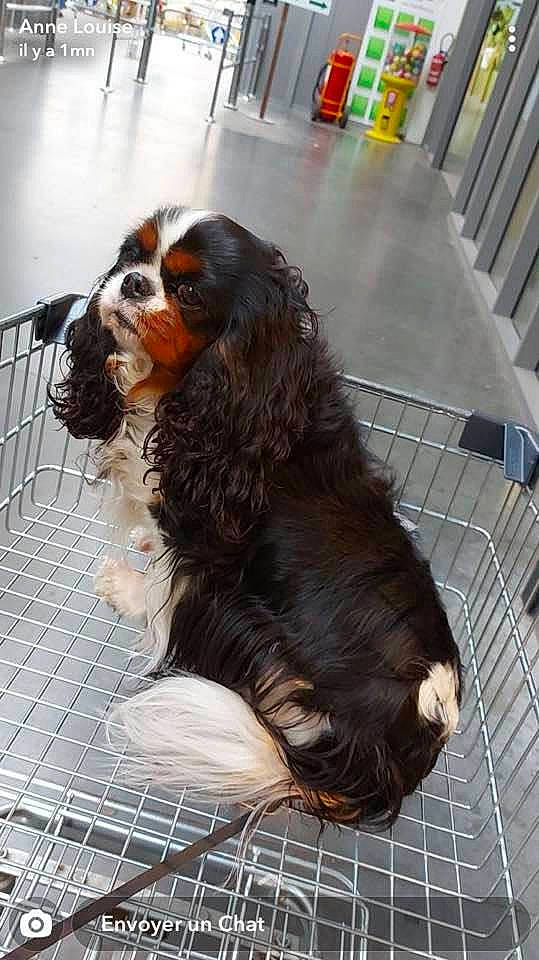 Ninon a rejoint le concours — aidez-le/la à gagner de superbes lots ! canidae, carnivore, cavalier_king_charles_spaniel, cocker_spaniel, companion_dog, dog, dog_breed, flooring, fur, gaddi_kutta, king_charles_spaniel, liver, snout, spaniel, sporting_group, terrestrial_animal, toy_dog, whiskers, working_animal, working_dog