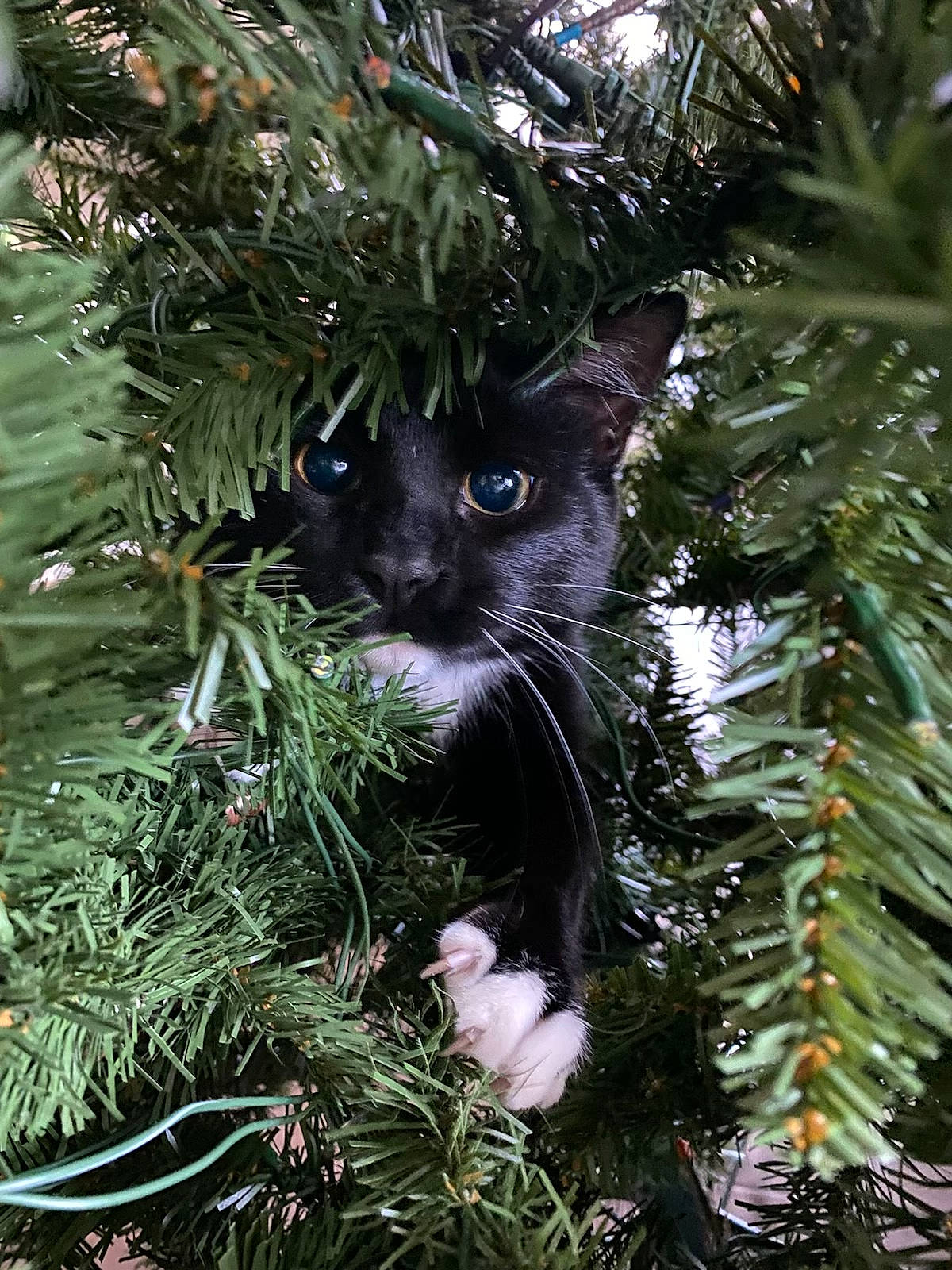 Homer joined the competition — help win amazing prizes! carnivore, cat, christmas_decoration, christmas_ornament, christmas_tree, evergreen, felidae, grass, holiday_ornament, larch, leaf, nature, organism, plant, small_to_medium_sized_cats, snout, terrestrial_plant, tree, twig, whiskers
