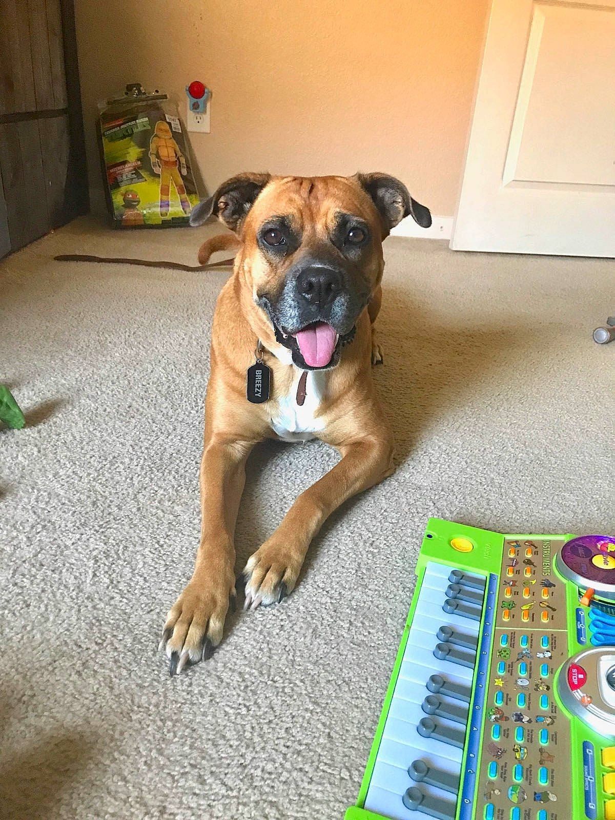 Breezy is registered to the contest to win money with this photo: audio_equipment, carnivore, collar, companion_dog, dog, dog_breed, dog_supply, door, electronic_musical_instrument, fawn, flooring, keyboard, musical_instrument, musical_keyboard, paw, pet_supply, piano, snout, sporting_group, whiskers