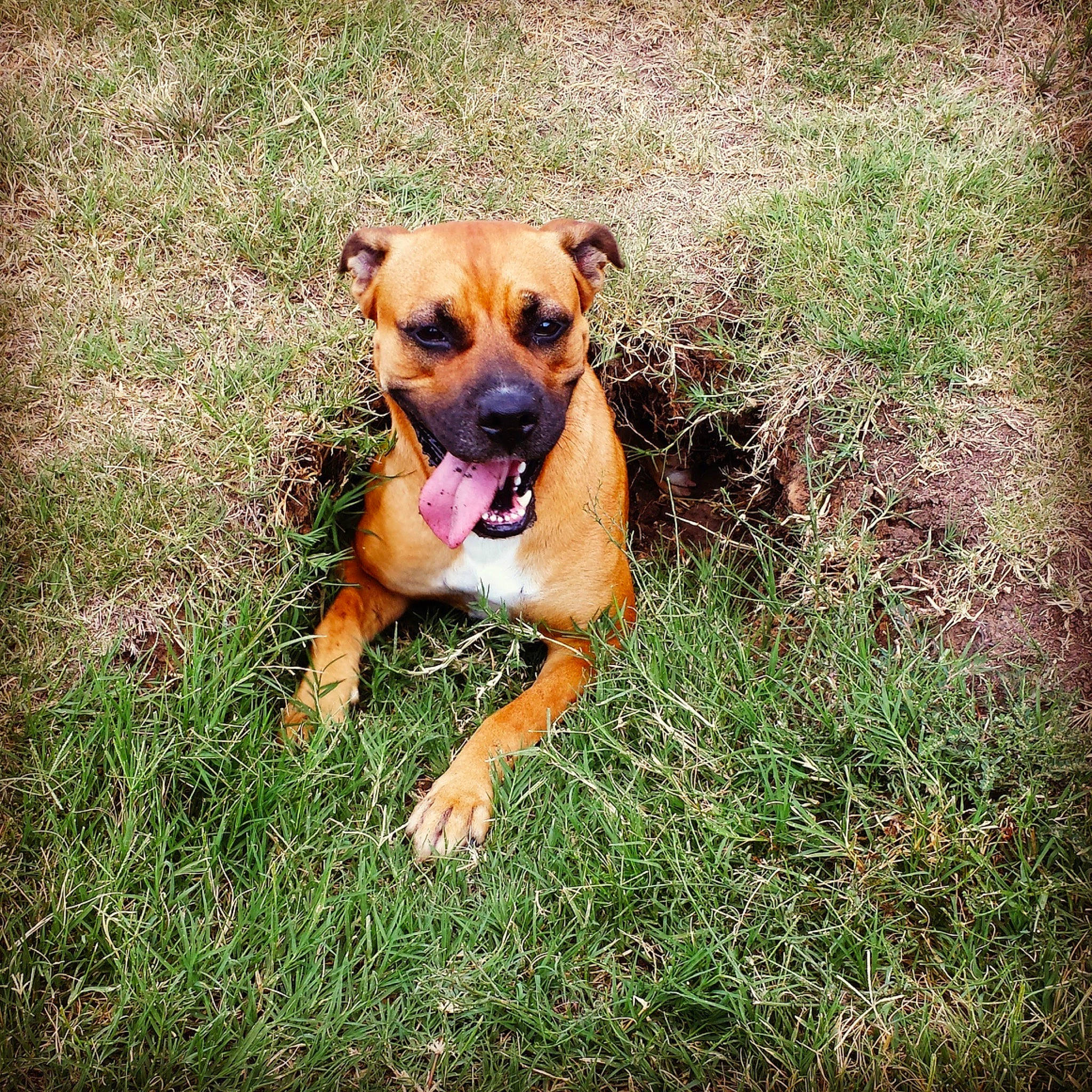 Breezy joined the competition — help win amazing prizes! canidae, carnivore, companion_dog, dog, dog_breed, fawn, grass, grassland, guard_dog, paw, plant, prairie, puppy, snout, soil, sporting_group, terrestrial_animal, whiskers, working_animal, working_dog