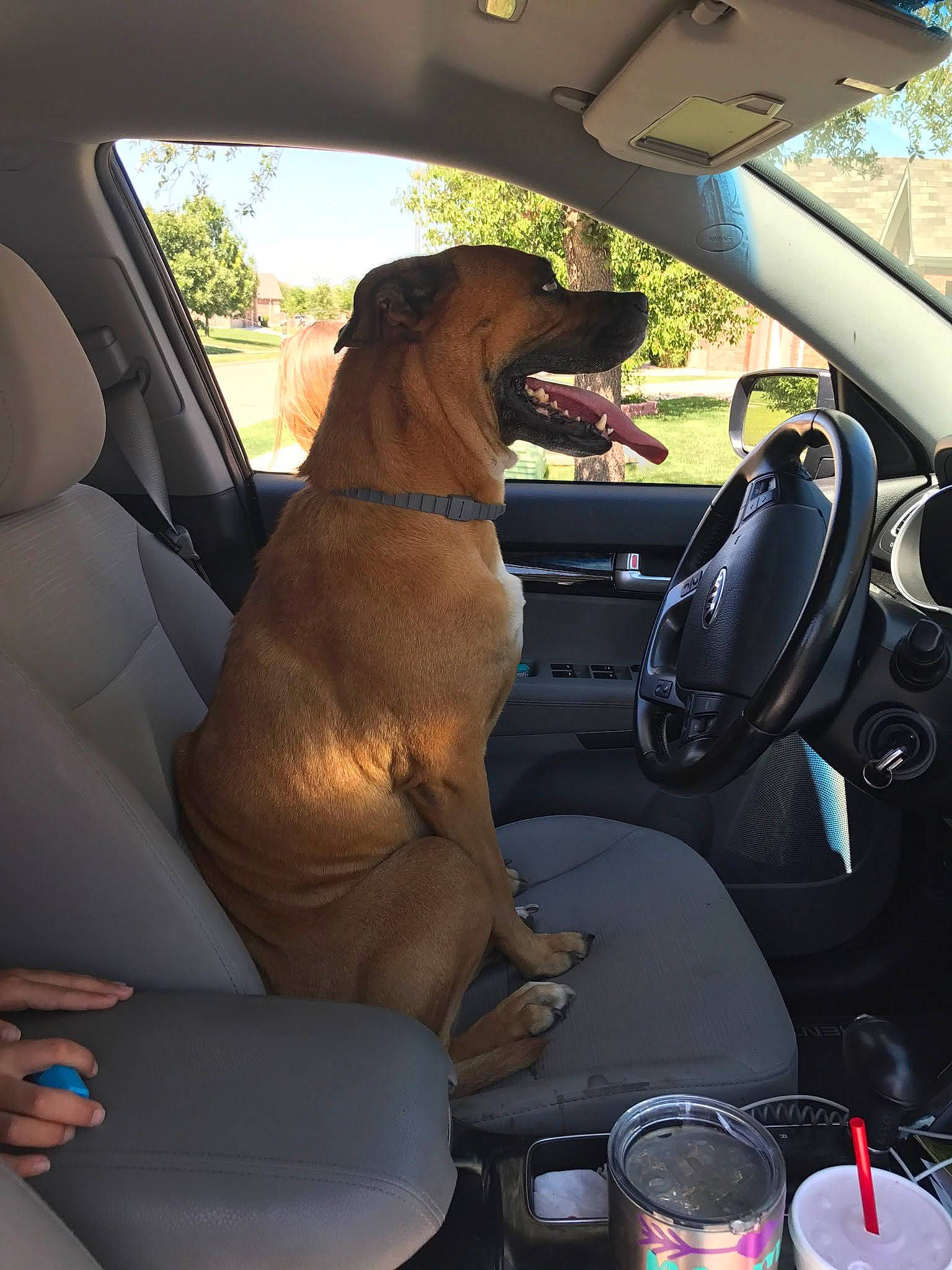Breezy is registered to the contest to win money with this photo: auto_part, automotive_design, automotive_exterior, automotive_mirror, car, car_seat, car_seat_cover, carnivore, companion_dog, dog, dog_breed, fawn, head_restraint, land_vehicle, motor_vehicle, steering_part, steering_wheel, vehicle, vehicle_door, window