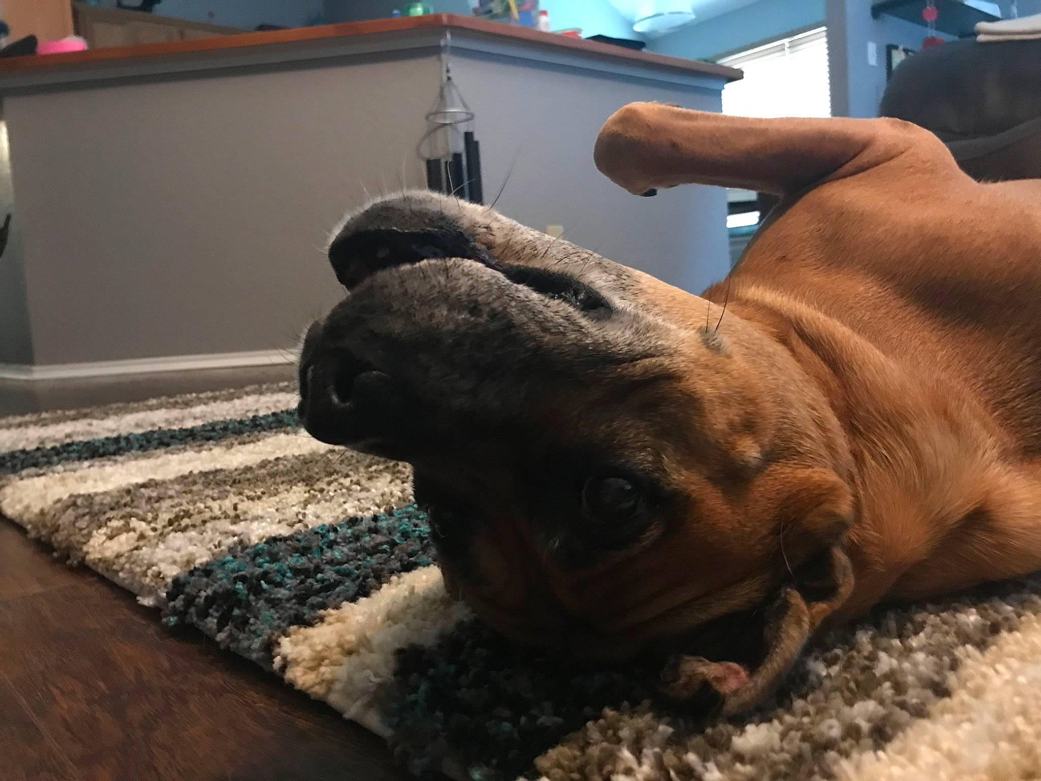 Breezy joined the competition — help win amazing prizes! carnivore, comfort, companion_dog, dog, dog_breed, fawn, flooring, foot, fur, gesture, hardwood, human_leg, nail, paw, snout, terrestrial_animal, wood, working_animal, wrinkle, wrist