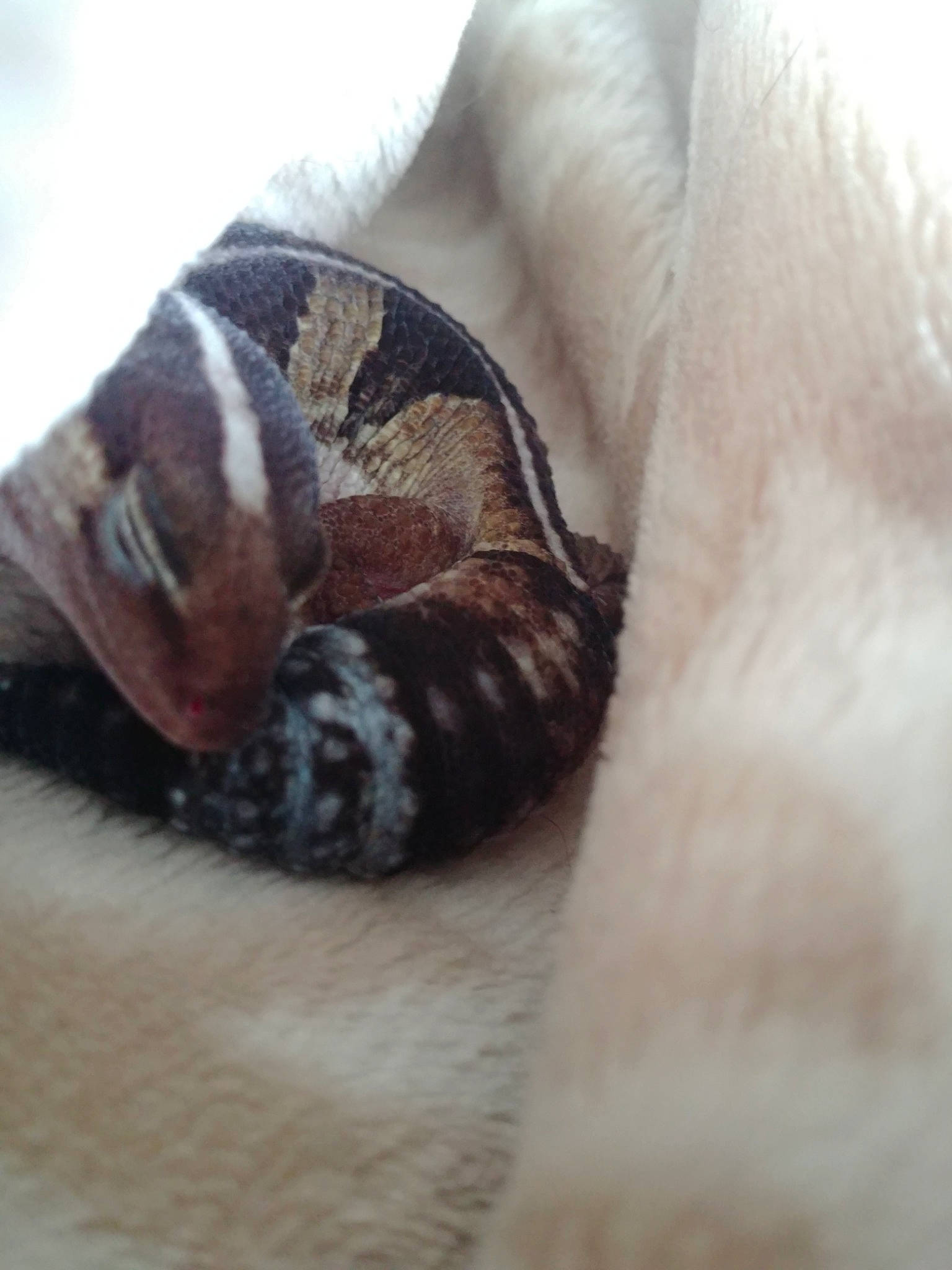 Zéphyr participe au concours pour gagner de l'argent avec cette photo : boa, close_up, hand, kingsnake, python, python_family, reptile, scaled_reptile, serpent, snake