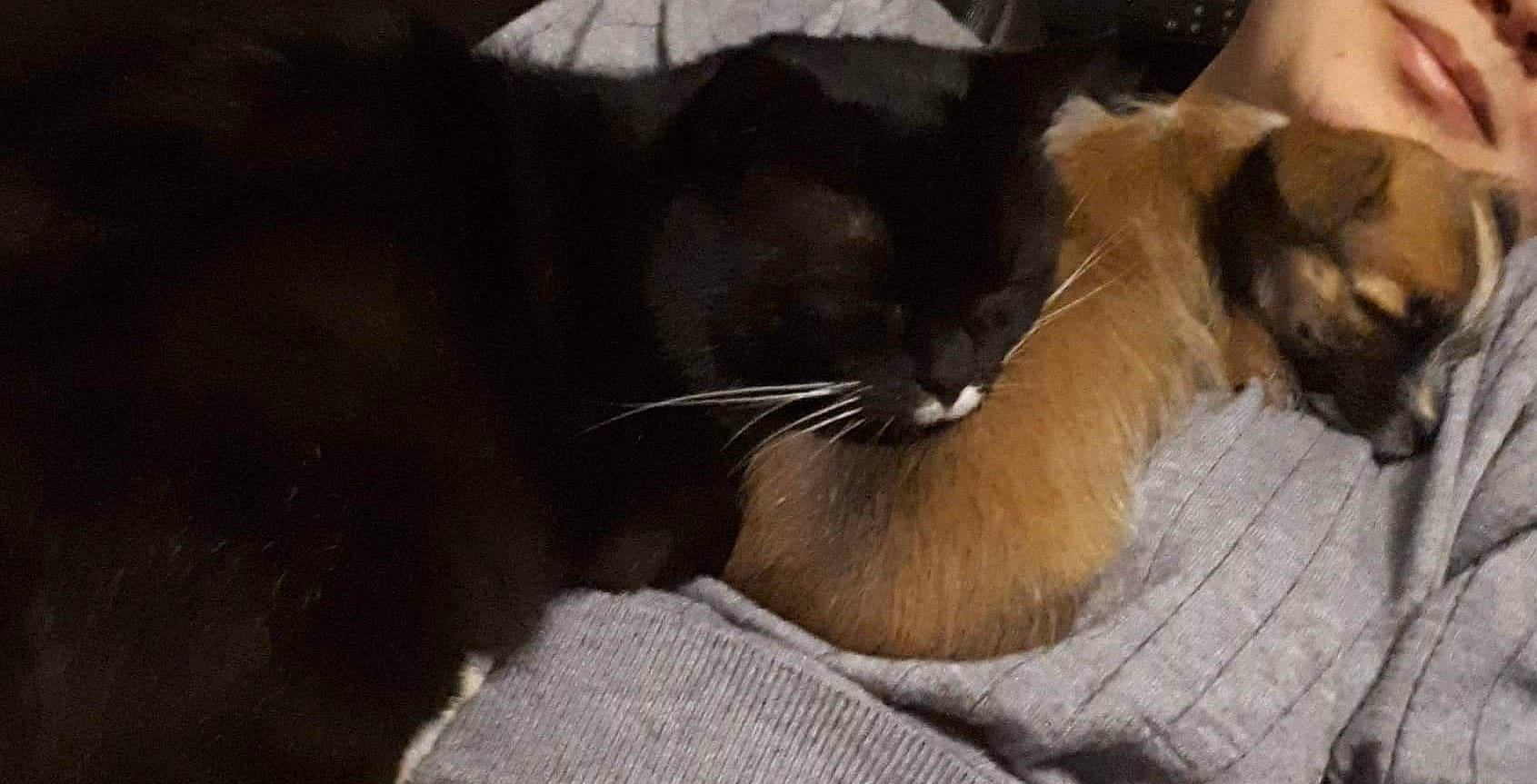 Ostara a rejoint le concours — aidez-le/la à gagner de superbes lots ! asian, black_cat, burmese, carnivore, cat, domestic_short_haired_cat, ear, fawn, felidae, fur, kitten, mammal, polydactyl_cat, small_to_medium_sized_cats, snout, snowshoe, thai, tonkinese, whiskers