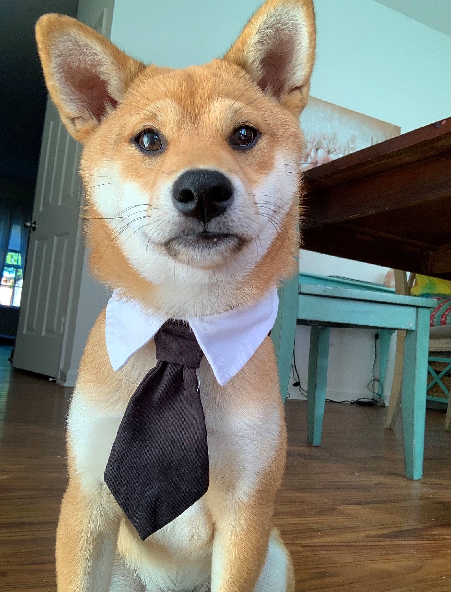 Koda joined the competition — help win amazing prizes! akita, akita_inu, ancient_dog_breeds, canaan_dog, canidae, carnivore, companion_dog, dog, dog_breed, korean_jindo_dog, mammal, new_guinea_singing_dog, non_sporting_group, norwegian_buhund, pembroke_welsh_corgi, rare_breed_dog, shiba_inu, shikoku, snout, vertebrate