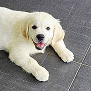 Aulaf participe au concours pour gagner de l'argent avec cette photo : puppy, dog, golden_retriever, pet, animal, cute, smiling, lying_down, floor, tile, young, fur, canine, friendly, indoors, playful, adorable, white, happy, looking_at_camera