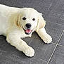 puppy, dog, golden_retriever, pet, animal, cute, smiling, lying_down, floor, tile, young, fur, canine, friendly, indoors, playful, adorable, white, happy, looking_at_camera