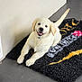 dog, puppy, golden_retriever, happy, smiling, tail, fur, indoor, rug, black_rug, colorful_rug, floor, wall, radiator, pet, canine, cute, young_dog, laying_down, domestic_animal
