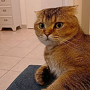 Wifi participe au concours pour gagner de l'argent avec cette photo : animal, brown_cat, cat, closeup, cozy, curious, domestic_cat, eyes, floor, fur, furniture, home, indoor, looking, paws, pet, portrait, relaxed, texture, whiskers