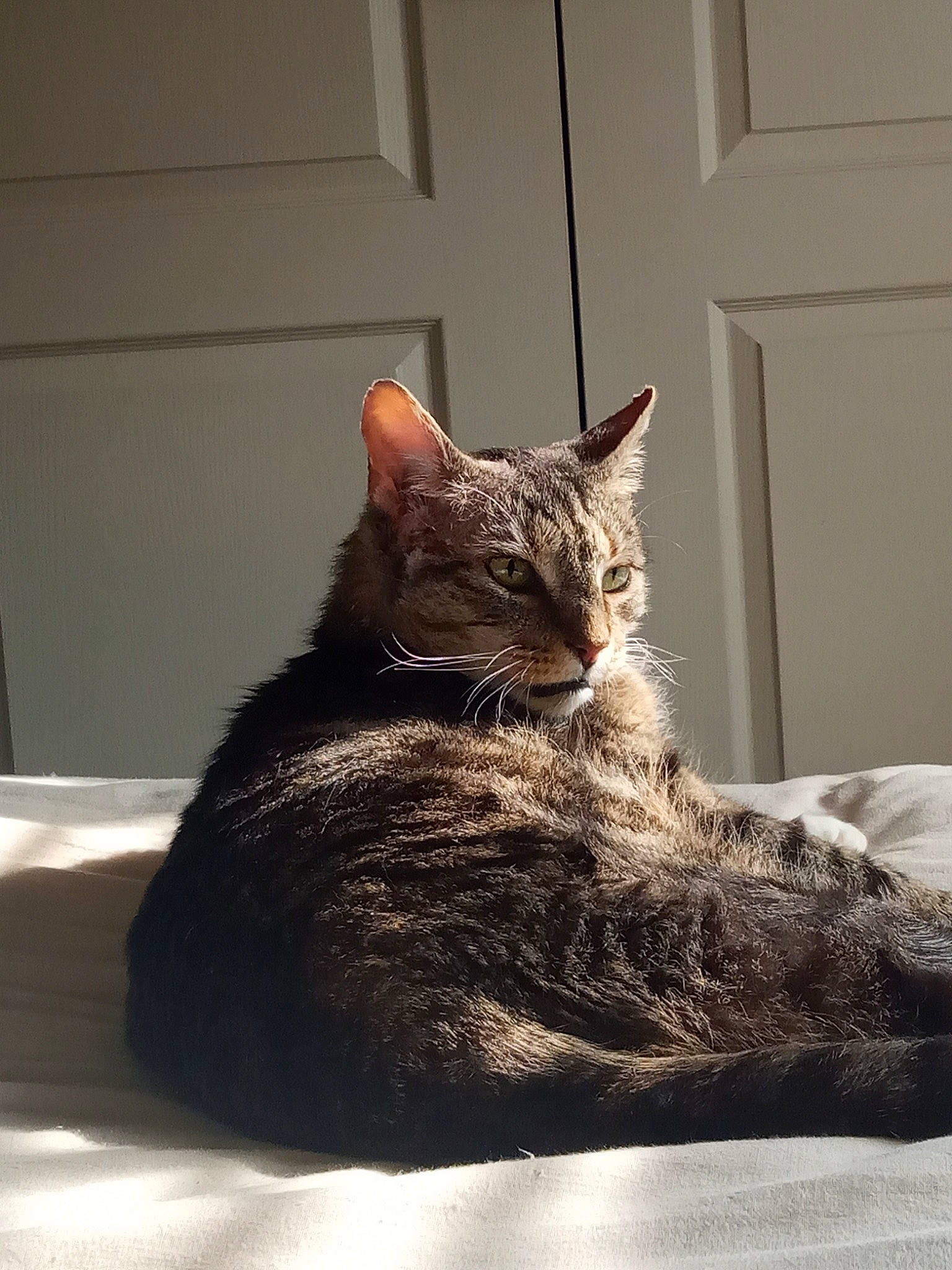 William joined the competition — help win amazing prizes! asian, carnivore, cat, domestic_short_haired_cat, dragon_li, ear, egyptian_mau, european_shorthair, felidae, fur, german_rex, kitten, mammal, sitting, small_to_medium_sized_cats, tabby_cat, tail, whiskers, window