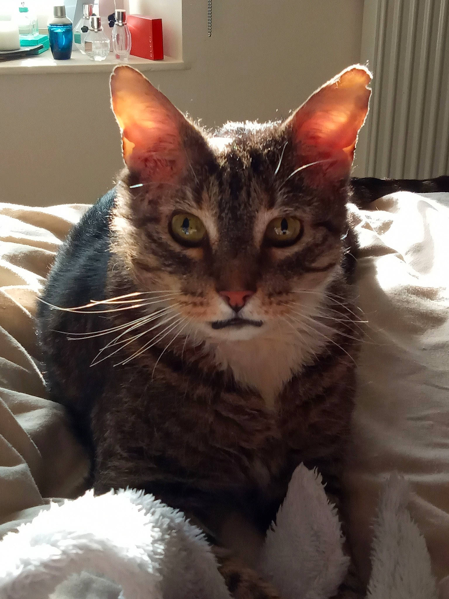 William joined the competition — help win amazing prizes! american_shorthair, american_wirehair, asian, australian_mist, california_spangled, carnivore, cat, domestic_short_haired_cat, dragon_li, egyptian_mau, european_shorthair, felidae, german_rex, kitten, mammal, small_to_medium_sized_cats, snout, tabby_cat, vertebrate, whiskers