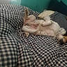 dog, bed, blanket, checkered_pattern, sleeping, indoor, pillow, collar, relaxed, pet, fur, paw, domestic_animal, cozy, resting, canine, bedroom, comfort, napping, lying_down