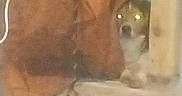 Lov-Bugg is registered to the contest to win money with this photo: dog, peeking, glowing_eyes, brown_object, indoor, floor, shy, low_light, blurry, animal, pet, curious, furniture, shadow, quiet, hidden, canine, home, dimly_lit, background