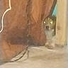 dog, peeking, glowing_eyes, brown_object, indoor, floor, shy, low_light, blurry, animal, pet, curious, furniture, shadow, quiet, hidden, canine, home, dimly_lit, background