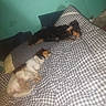 dog, sleeping, bed, blanket, checkered, pillow, indoor, resting, cozy, animal, pet, fur, cute, domestic, relaxation, two_dogs, canine, quiet, peaceful, home