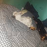 dog, bed, blanket, pillow, sleeping, indoor, resting, pet, canine, fur, domestic_animal, cozy, checkered_pattern, two_animals, lying_down, companion, relaxing, animal, cute, nap
