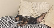 Precious is registered to the contest to win money with this photo: animal, bed, black, blanket, brown, checkered, corner, couch, cozy, dog, fur, home, indoor, nap, pet, pillow, relaxed, resting, sleeping, small_dog