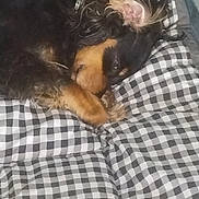 Precious joined the competition — help win amazing prizes! dog, sleeping, blanket, checkered_pattern, resting, cozy, fur, pet, indoors, cute, animal, relaxing, comfort, paw, ear, canine, bed, soft, napping, domestic
