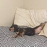 Precious joined the competition — help win amazing prizes! dog, sleeping, bed, blanket, pillow, indoor, resting, fur, small_dog, black, brown, cozy, corner, relaxation, pet, domestic_animal, comfort, quiet, calm, furniture