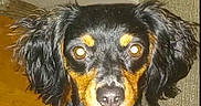 Precious joined the competition — help win amazing prizes! dog, pet, indoor, close_up, black_fur, brown_fur, flash, glowing_eyes, ears, face, canine, animal, furniture, couch, floor, portrait, looking_at_camera, domestic, cute, fur