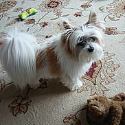 Lady is registered to the contest to win money with this photo: dog, small_dog, fluffy, white_fur, brown_fur, carpet, patterned_carpet, dog_toys, stuffed_toys, indoor, pet, curious, looking_up, ears_up, tail, home, floor, animal, cute, playful