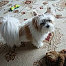 dog, small_dog, fluffy, white_fur, brown_fur, carpet, patterned_carpet, dog_toys, stuffed_toys, indoor, pet, curious, looking_up, ears_up, tail, home, floor, animal, cute, playful