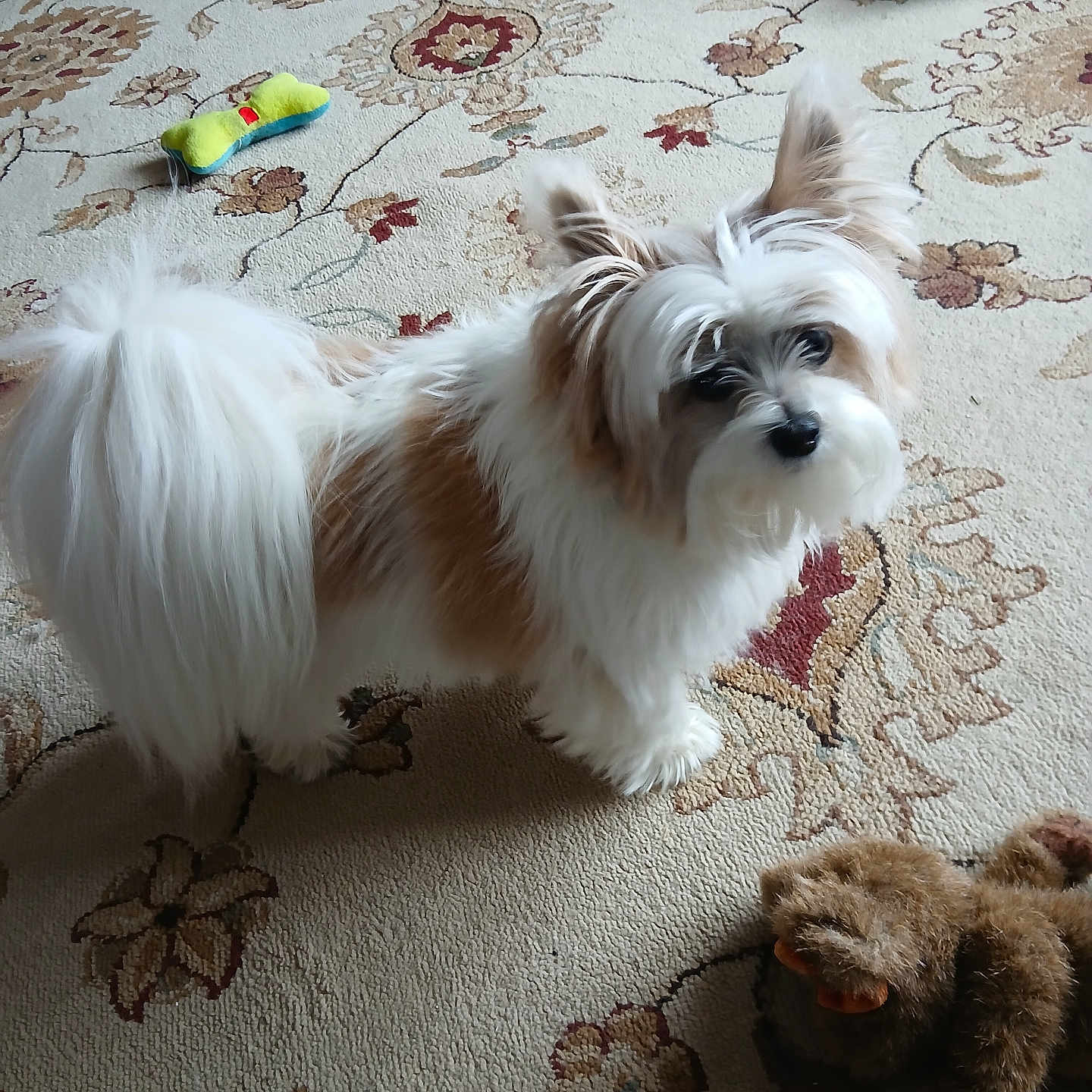 Lady is registered to the contest to win money with this photo: dog, small_dog, fluffy, white_fur, brown_fur, carpet, patterned_carpet, dog_toys, stuffed_toys, indoor, pet, curious, looking_up, ears_up, tail, home, floor, animal, cute, playful