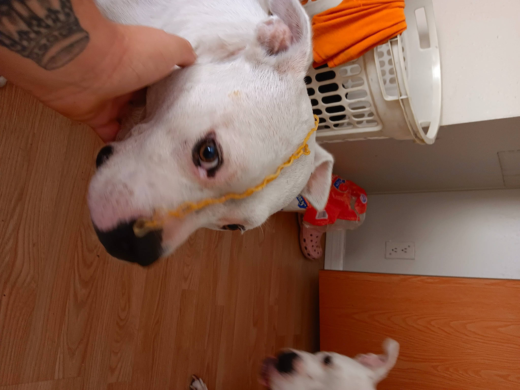 Brick is registered to the contest to win money with this photo: carnivore, collar, companion_dog, dog, dog_breed, ear, fawn, felidae, flooring, hardwood, mammal, nail, snout, tail, toy, vertebrate, whiskers, white, wood, working_animal