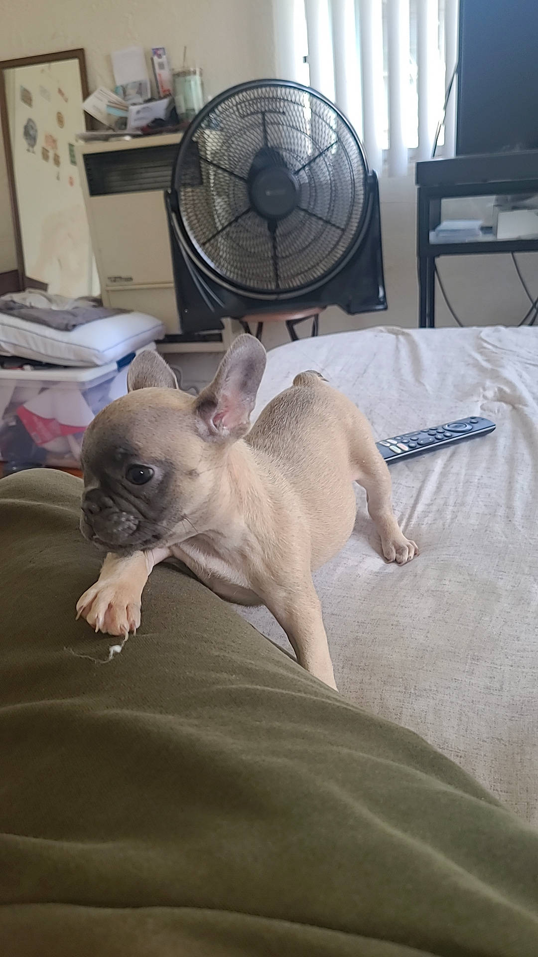 Bailey is registered to the contest to win money with this photo: bedding, canidae, carnivore, comfort, companion_dog, dog, dog_breed, electric_fan, fawn, felidae, fur, home_appliance, linens, mechanical_fan, snout, sporting_group, toy_dog, whiskers, working_animal, wrinkle