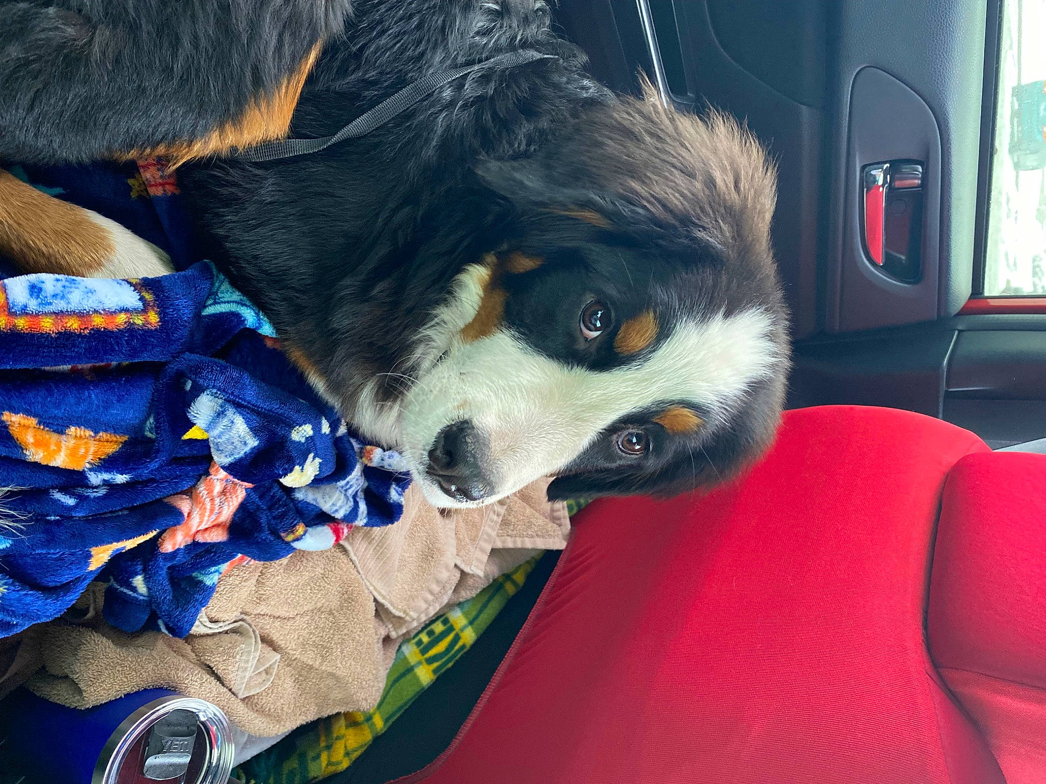Tosh is registered to the contest to win money with this photo: automotive_exterior, bernese_mountain_dog, canidae, carnivore, companion_dog, dog, dog_breed, door, electric_blue, foot, fur, paw, puppy, snout, sporting_group, terrestrial_animal, vehicle_door, whiskers, working_animal, working_dog