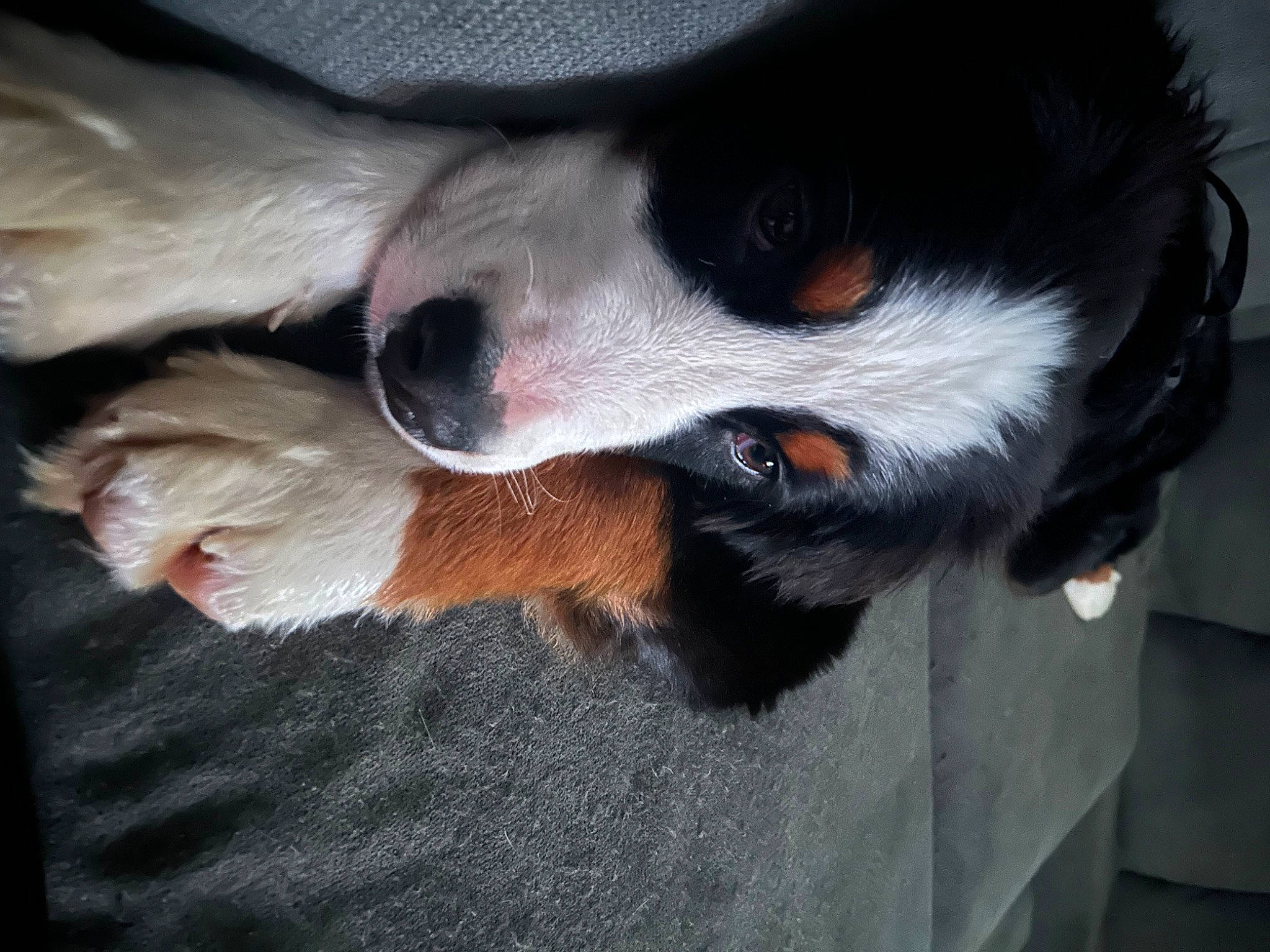 Tosh is registered to the contest to win money with this photo: canidae, carnivore, comfort, companion_dog, dog, dog_breed, ear, fur, paw, snout, sporting_group, whiskers, working_animal